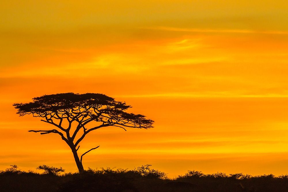 Africa-Tanzania-Serengeti National Park Acacia tree silhouette at sunset  art print by Jaynes Gallery for $57.95 CAD